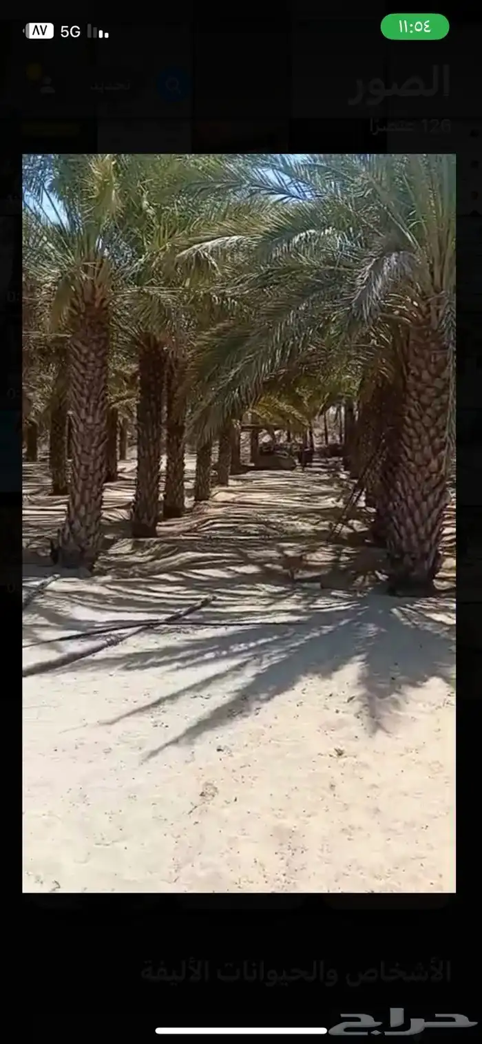 نخل 0