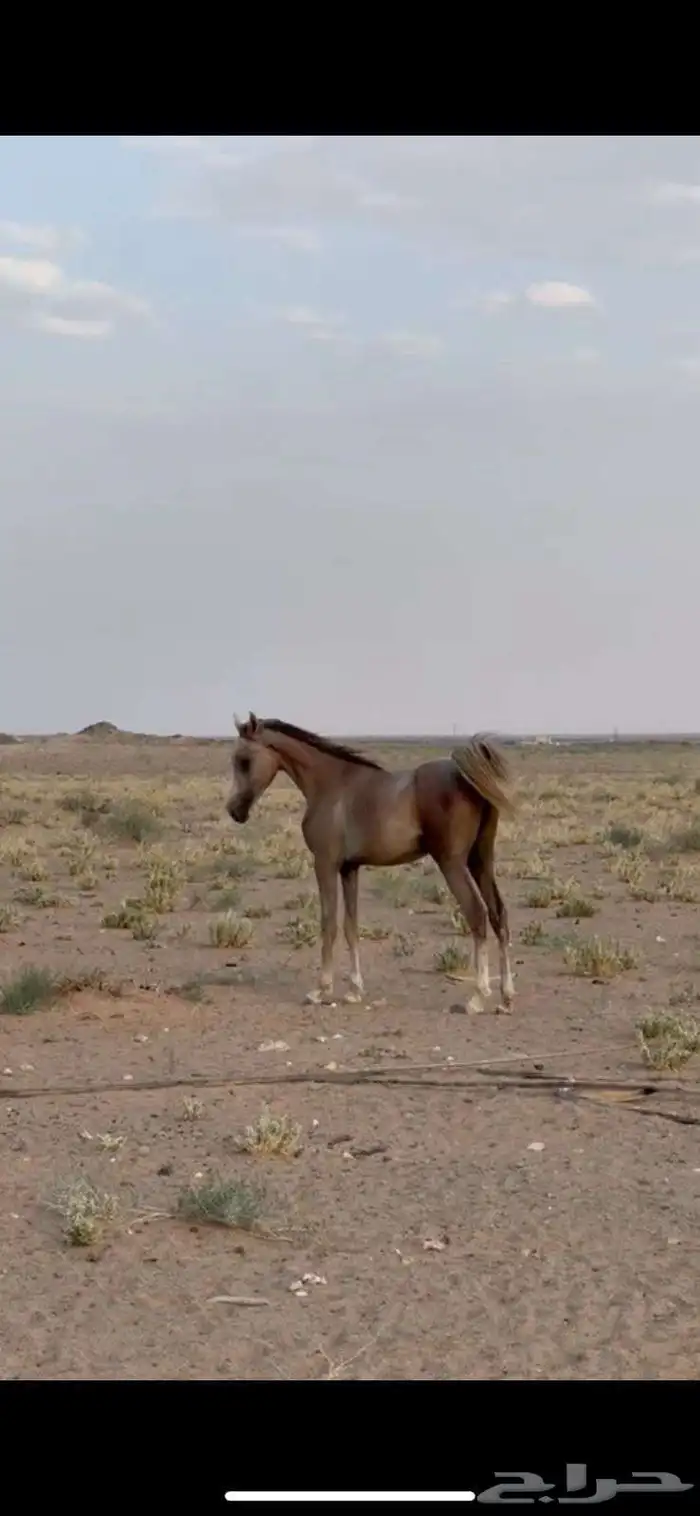 حصان شعبي 2