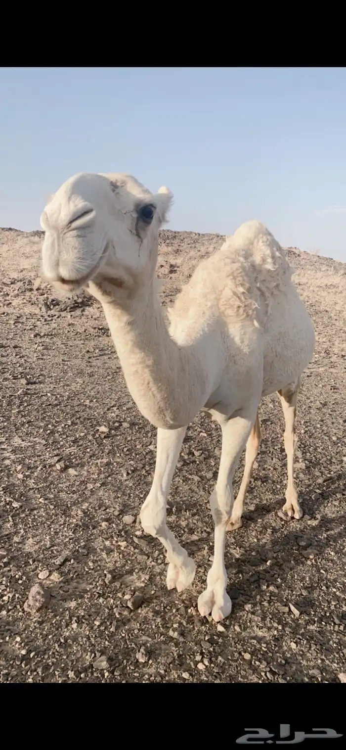 اللبيع عقابي طيب وانتاجه طيب وكفو 12