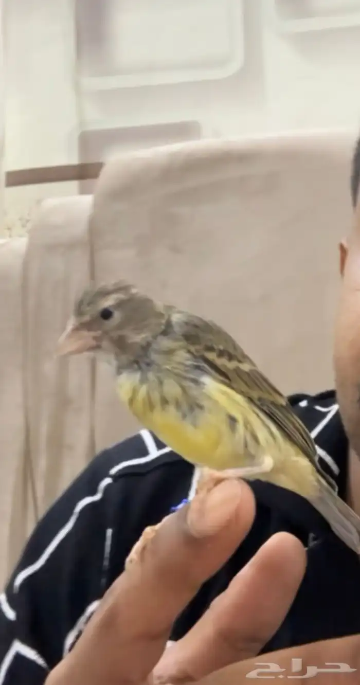 فرخ بندوق ياسمين اليف وهدد 1