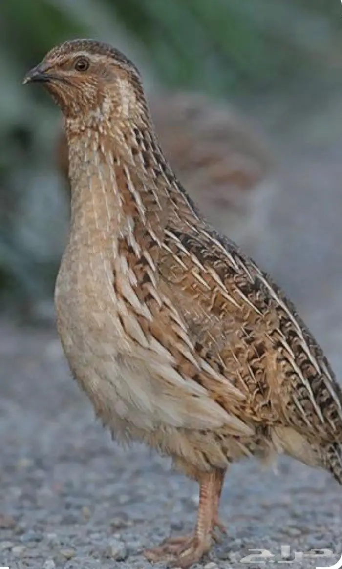 سمان للبيع 0