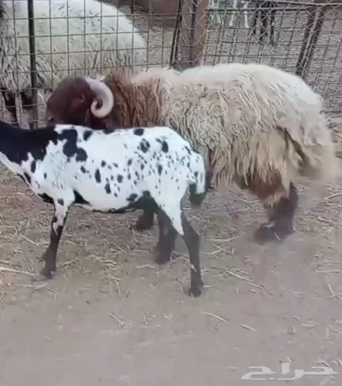 فحل نعيمي للبيع 0