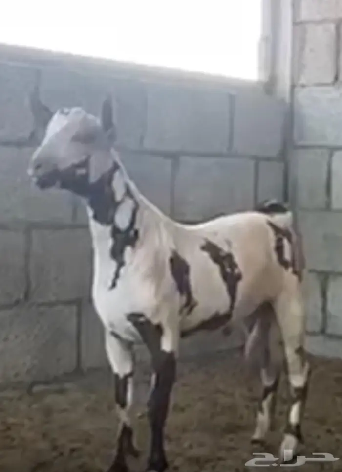 تيس عماني معرف صلالي 0