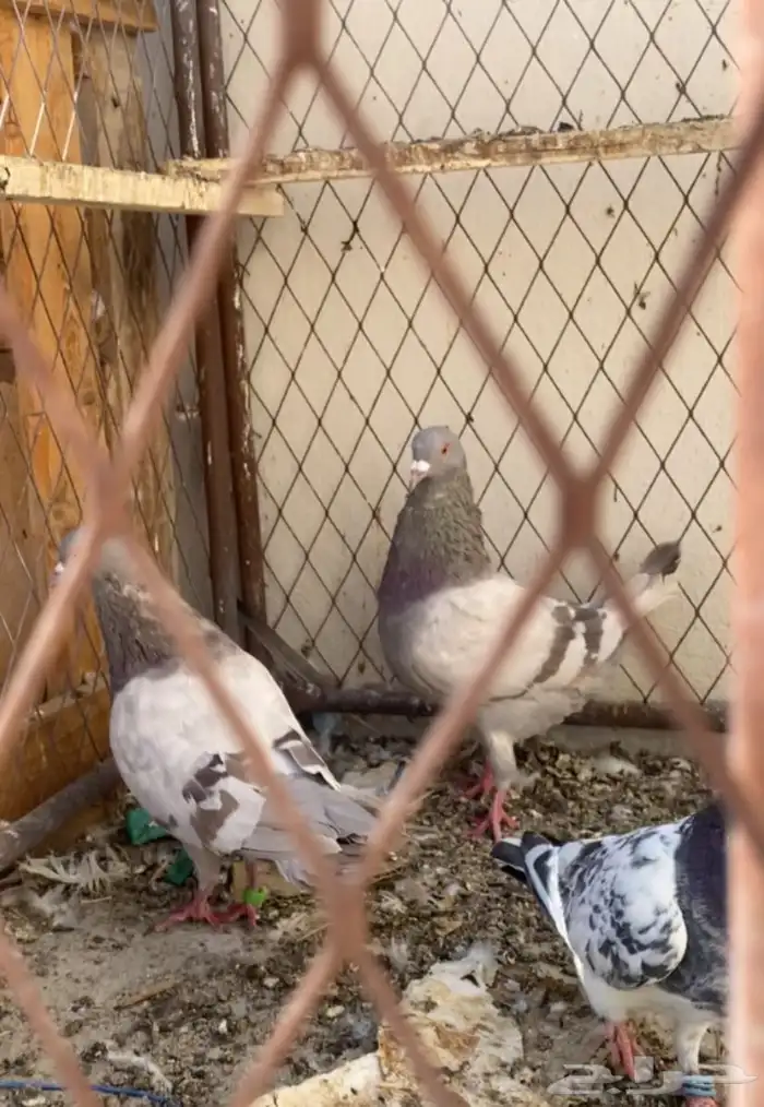 حمام فرنسي صحه شرط 2