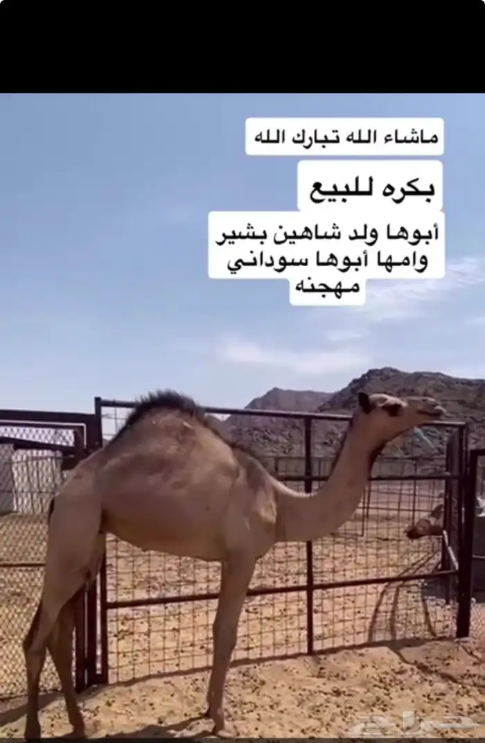 بكره ما شاء الله تبارك الله 3