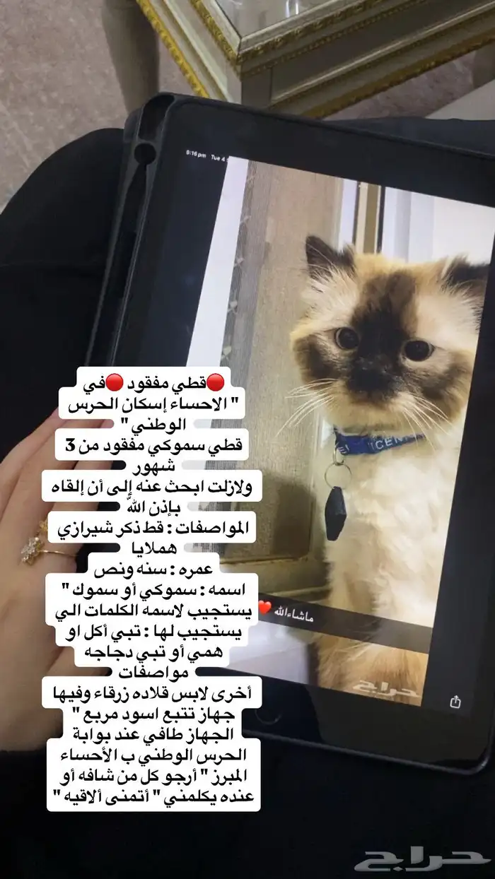 قطي ذكر مفقود 0