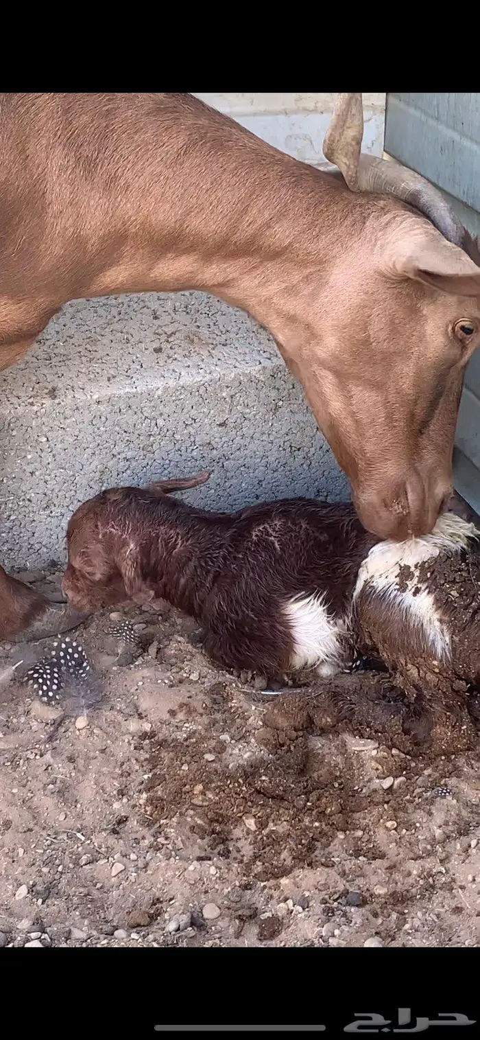 معزا عمانيه متابيع. جروم فاخره. 3
