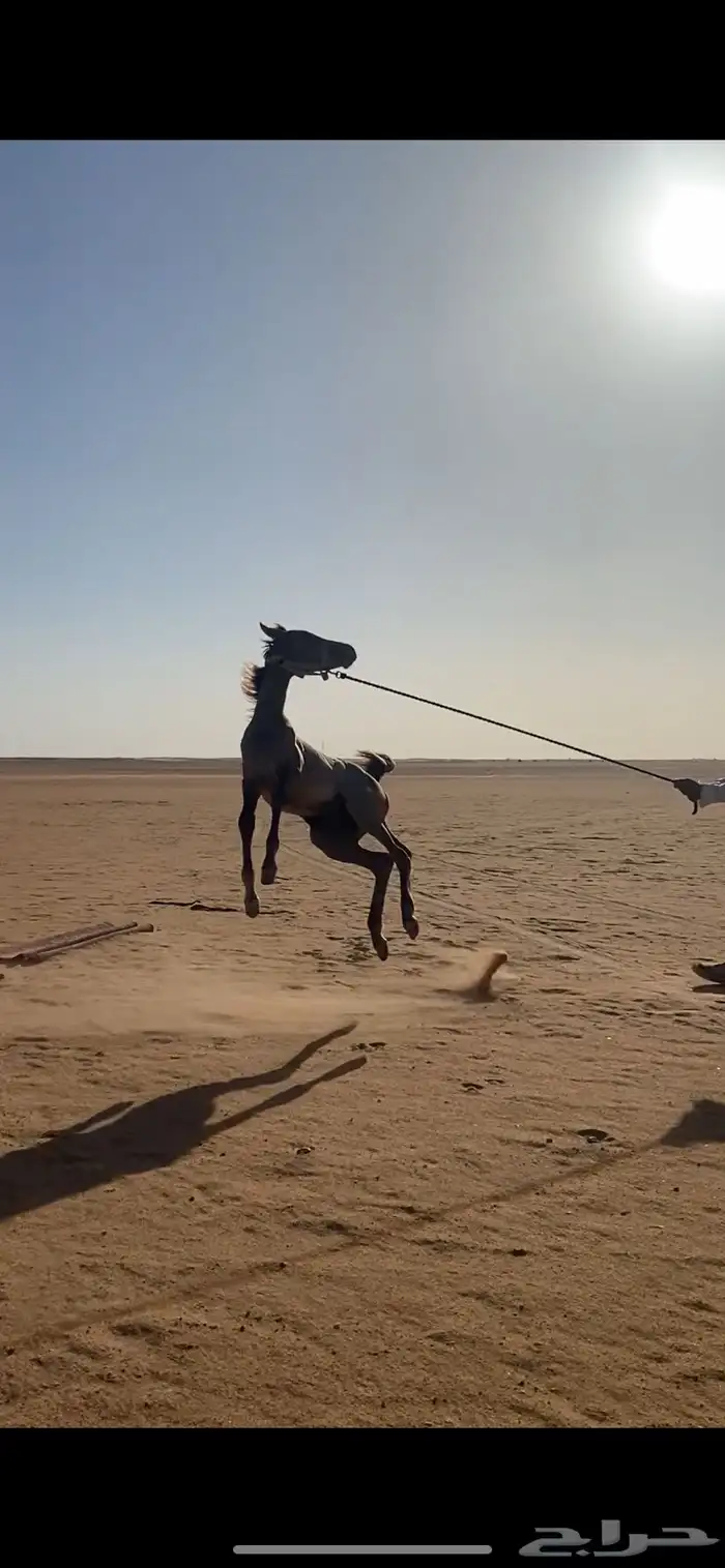 مهر شعبي فسقان 0
