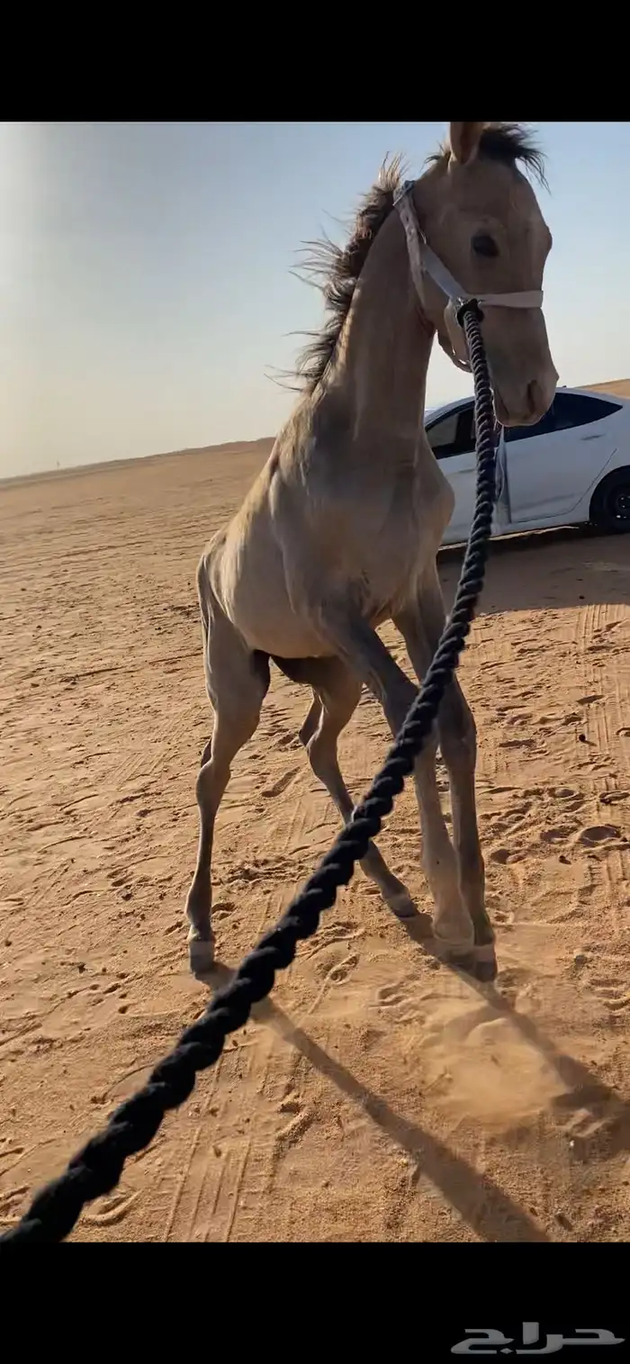 مهر شعبي فسقان 1