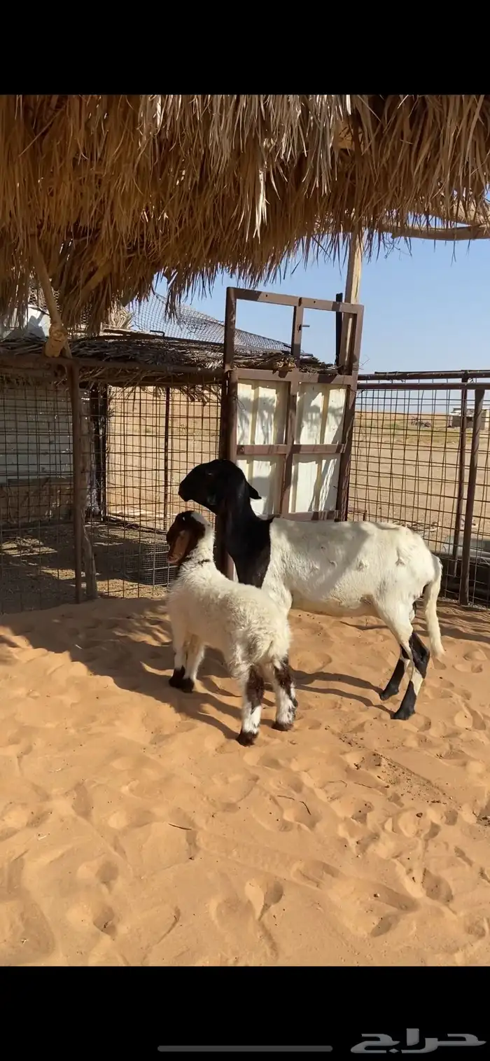 رباعيه تحتها خروف 0