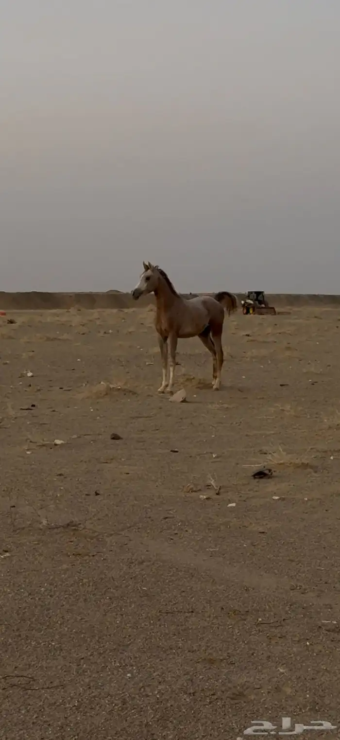حصان شعبي 0