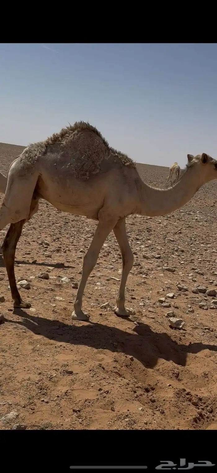 قعود قصب 3