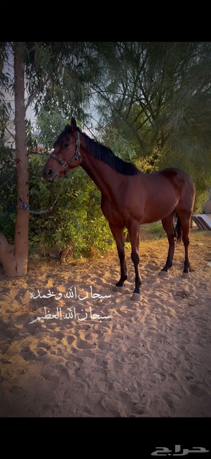 حصان انجليزي 0