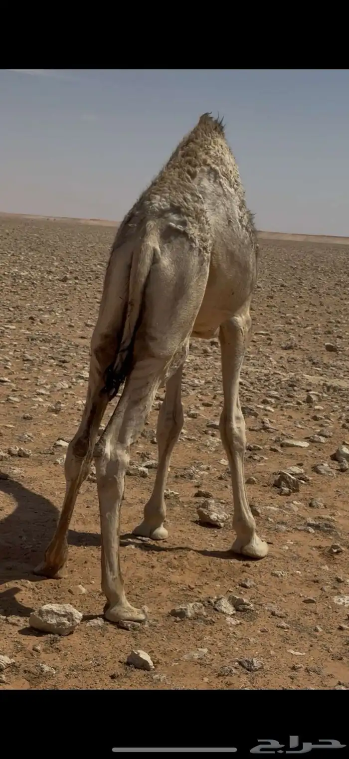 قعود قصب 0