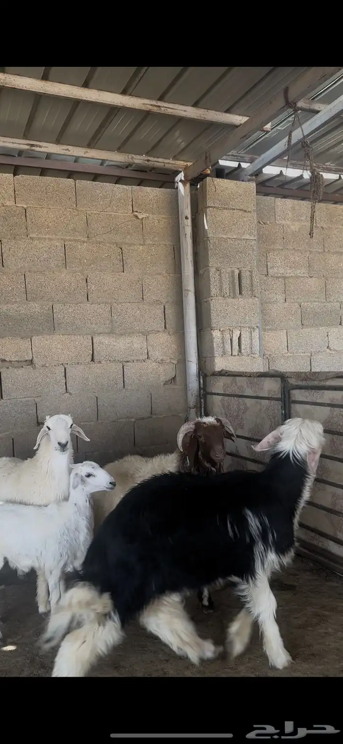 ذبايح بلدي نعيمي حري نجدي الخرج 6