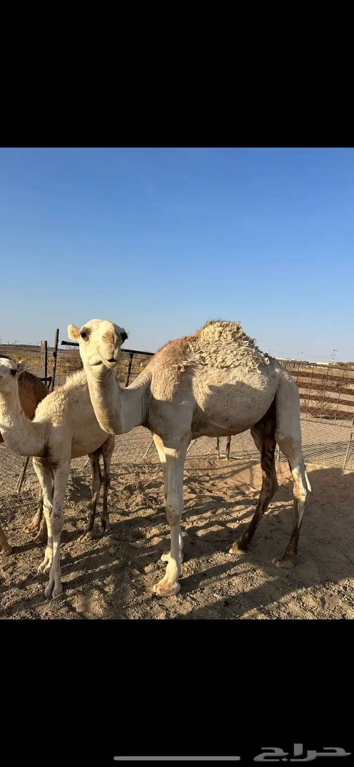 للبيع قعود طيب و بكره وقعود 0