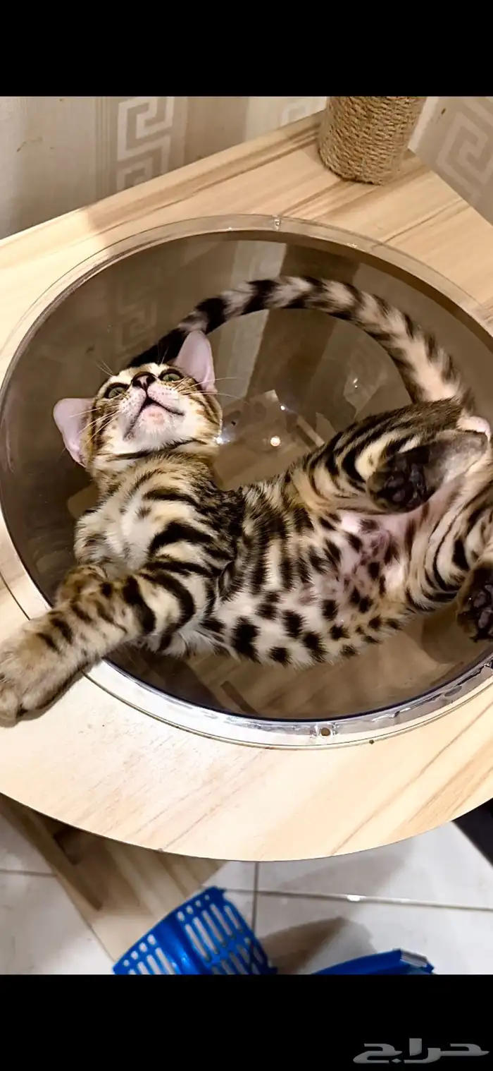 قطط بنغال مستويات قوية F2 للبيع 3