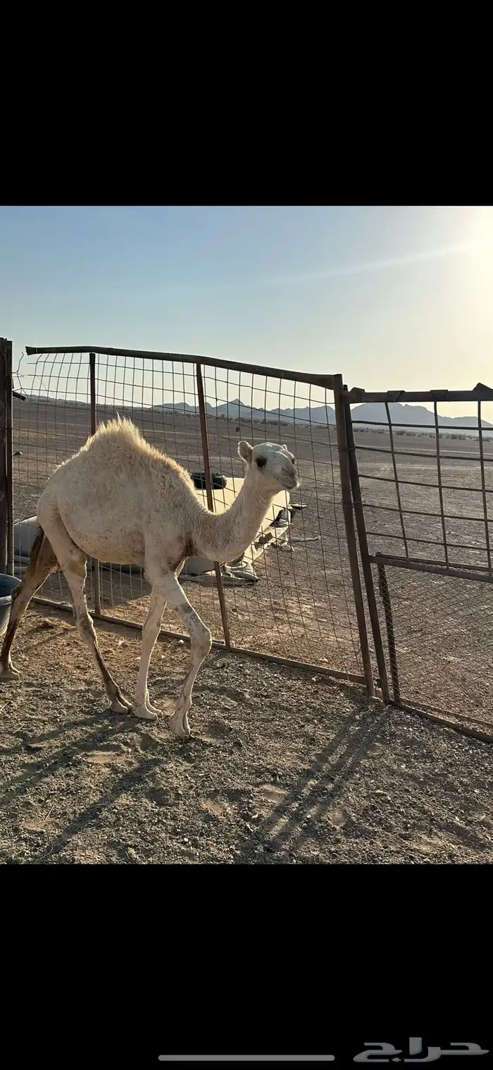 للبيع قعود طيب و بكره وقعود 3