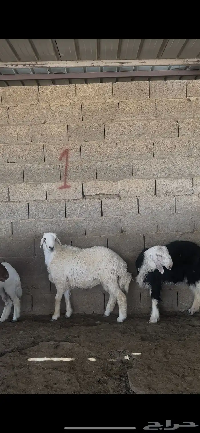 ذبايح بلدي نعيمي حري نجدي الخرج 5