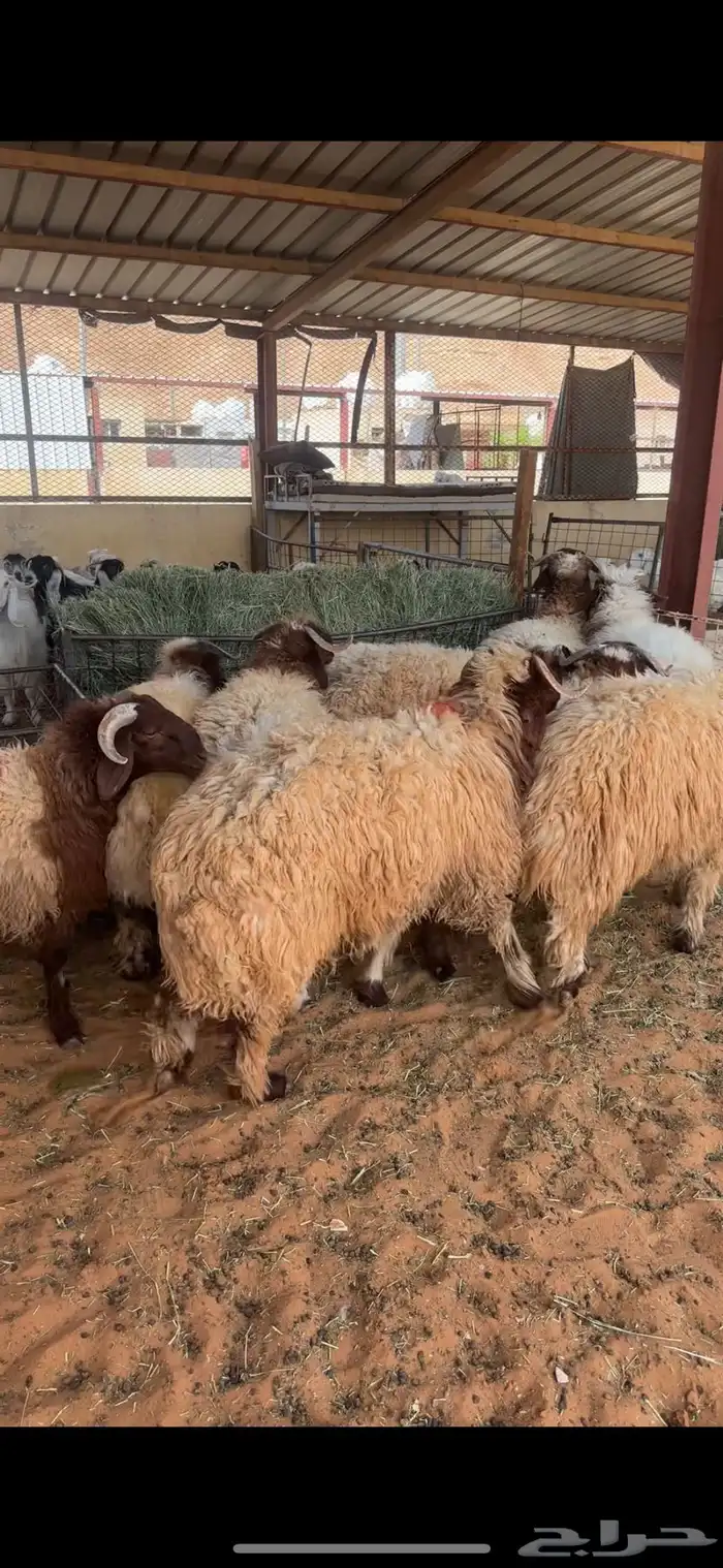 ذبايح طيبه حري ونعيمي 0