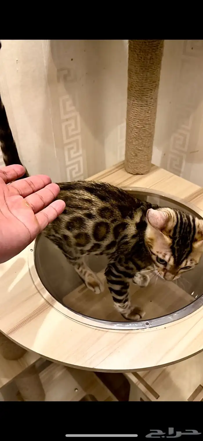 قطط بنغال مستويات قوية F2 للبيع 5