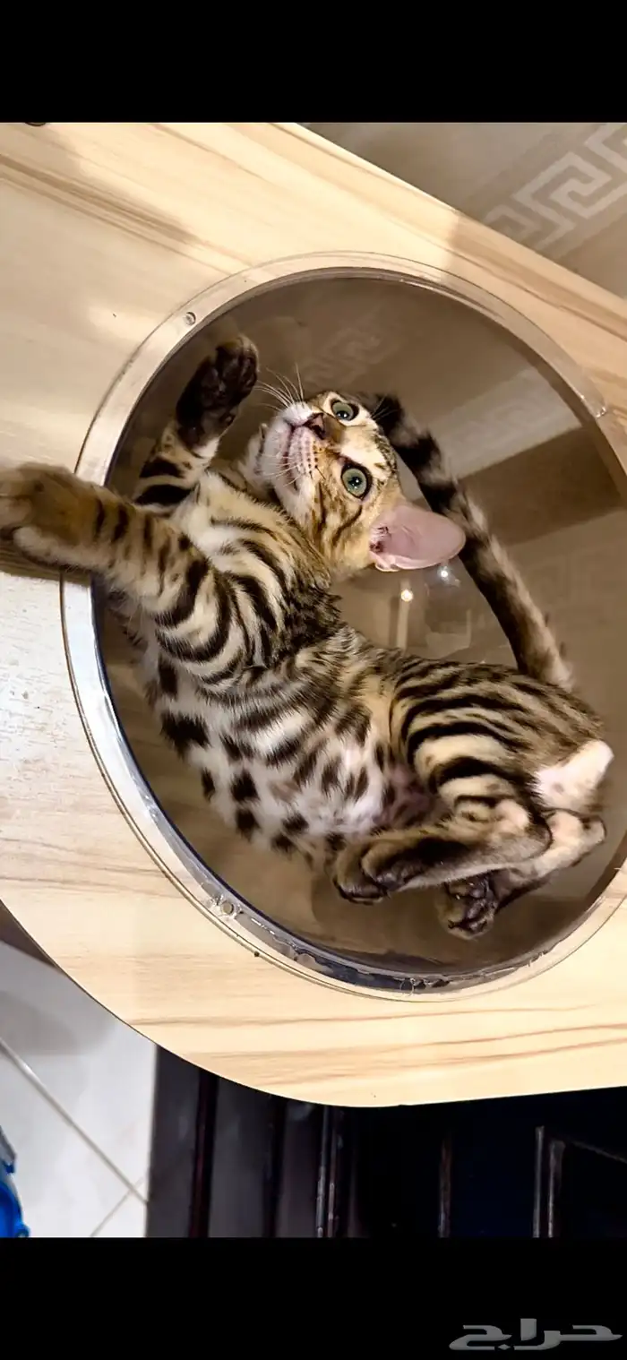 قطط بنغال مستويات قوية F2 للبيع 0