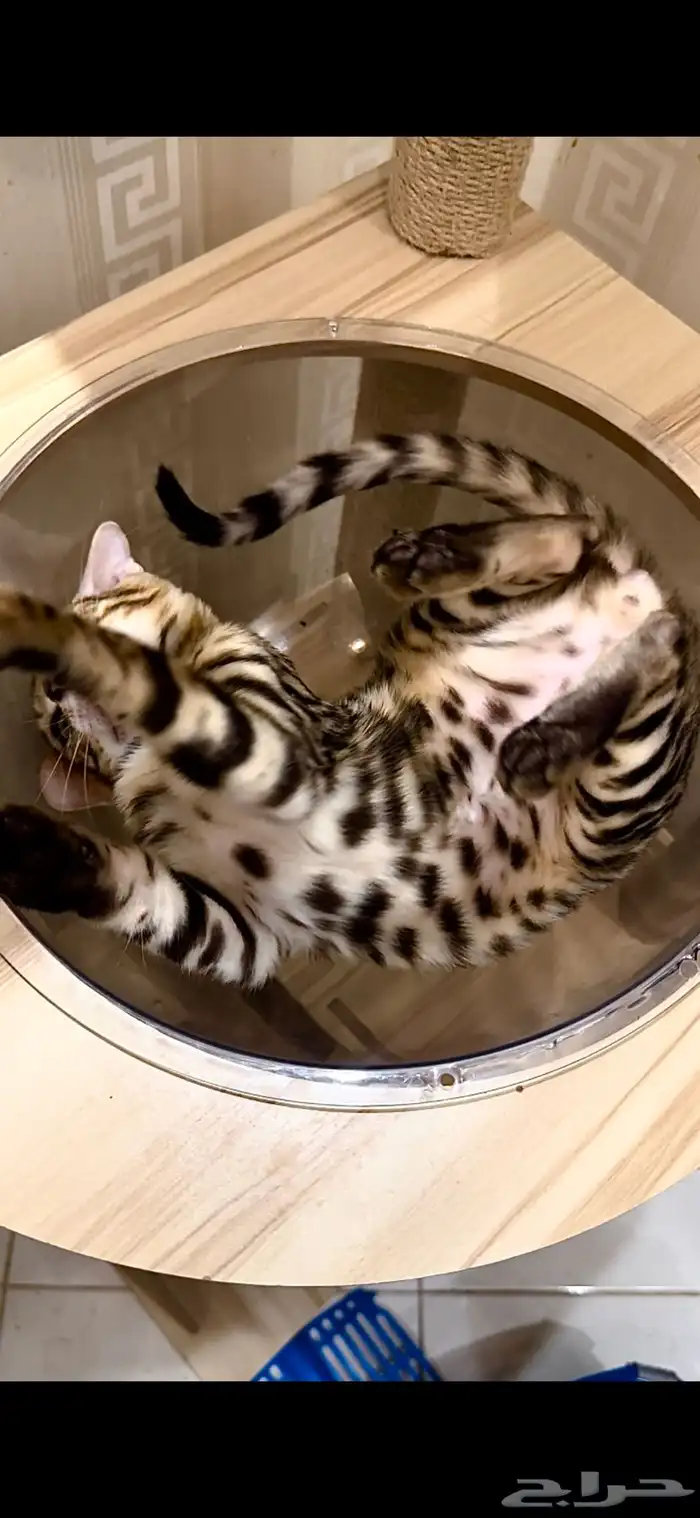 قطط بنغال مستويات قوية F2 للبيع 4