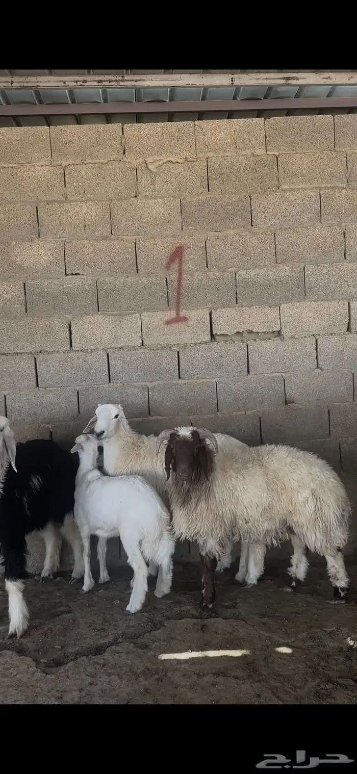 ذبايح بلدي نعيمي حري نجدي الخرج 7