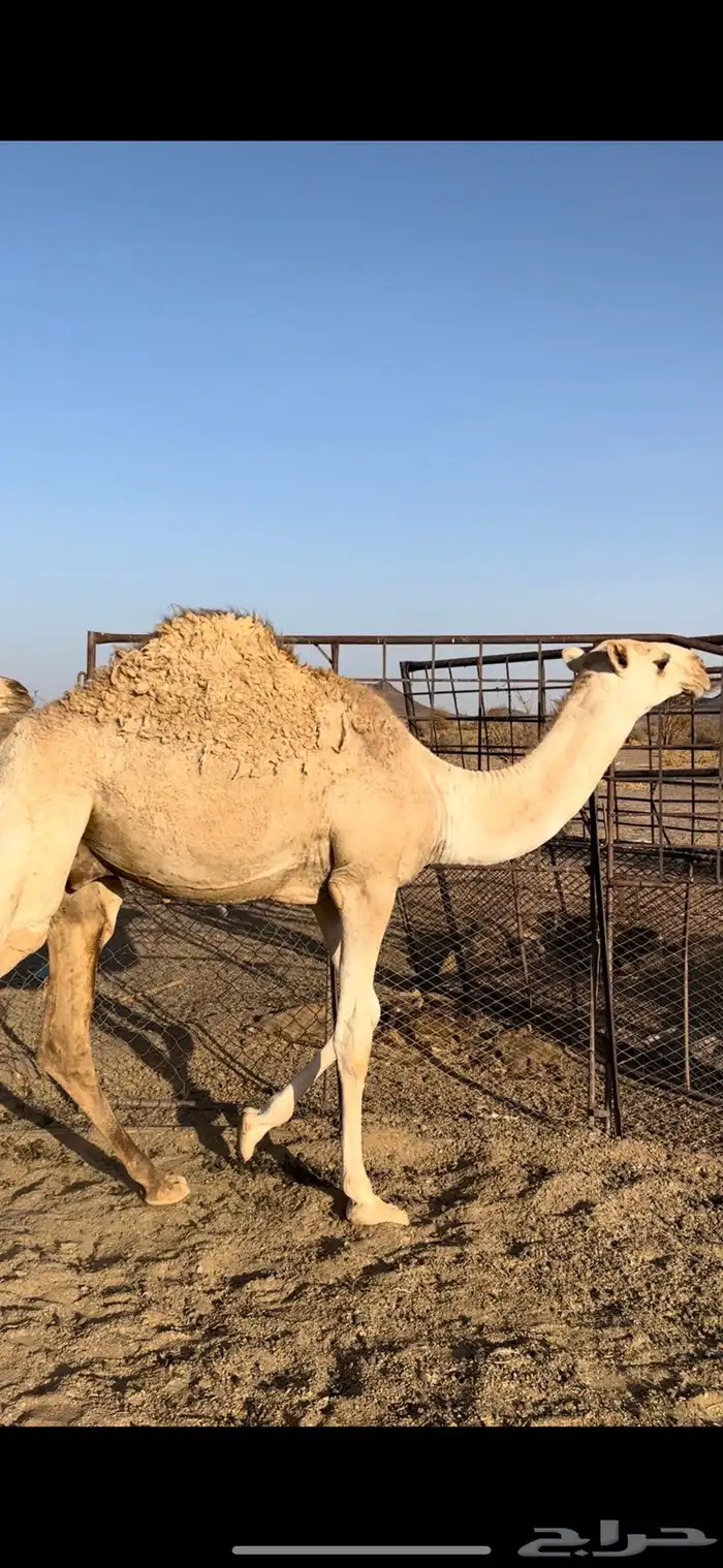 للبيع قعود طيب و بكره وقعود 2