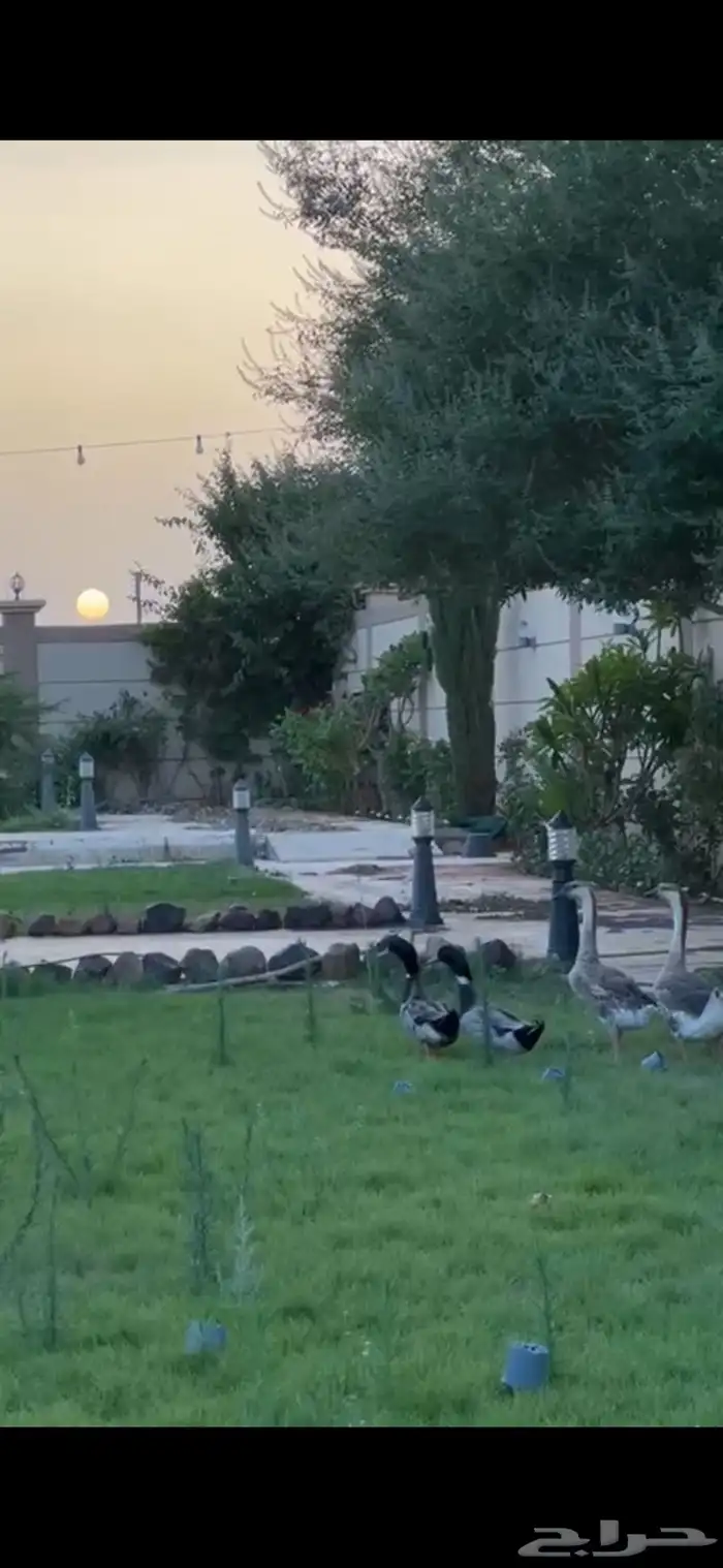 بط شرشري 1