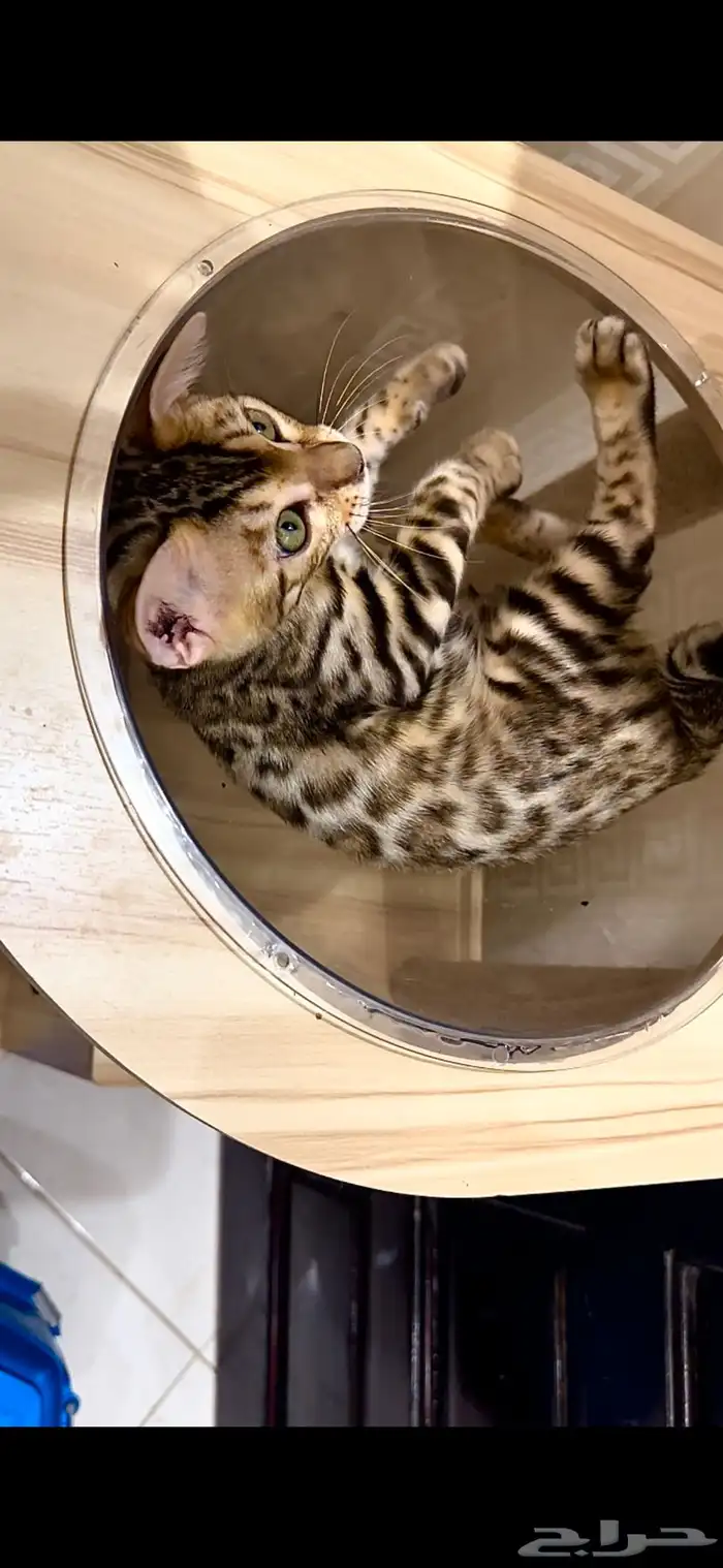 قطط بنغال مستويات قوية F2 للبيع 2