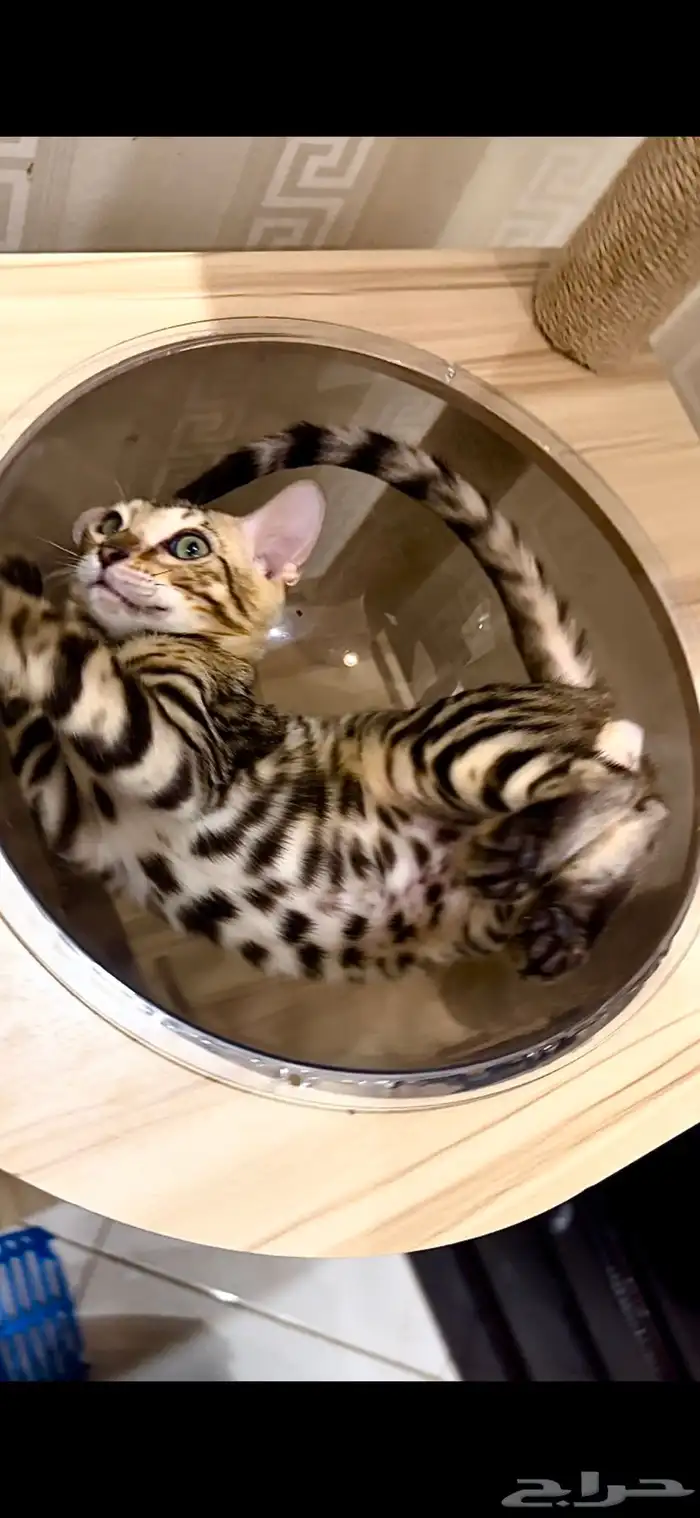 قطط بنغال مستويات قوية F2 للبيع 1