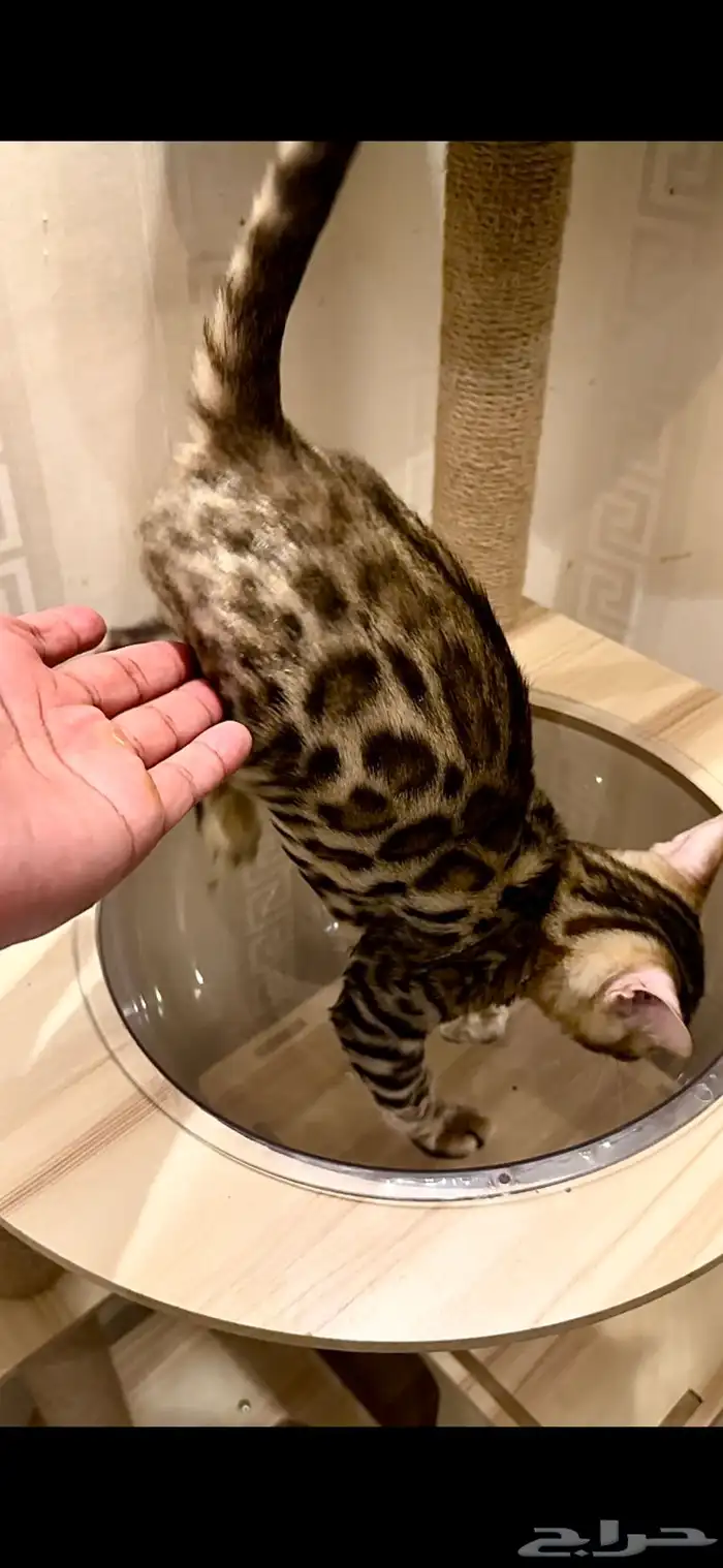 قطط بنغال مستويات قوية F2 للبيع 6