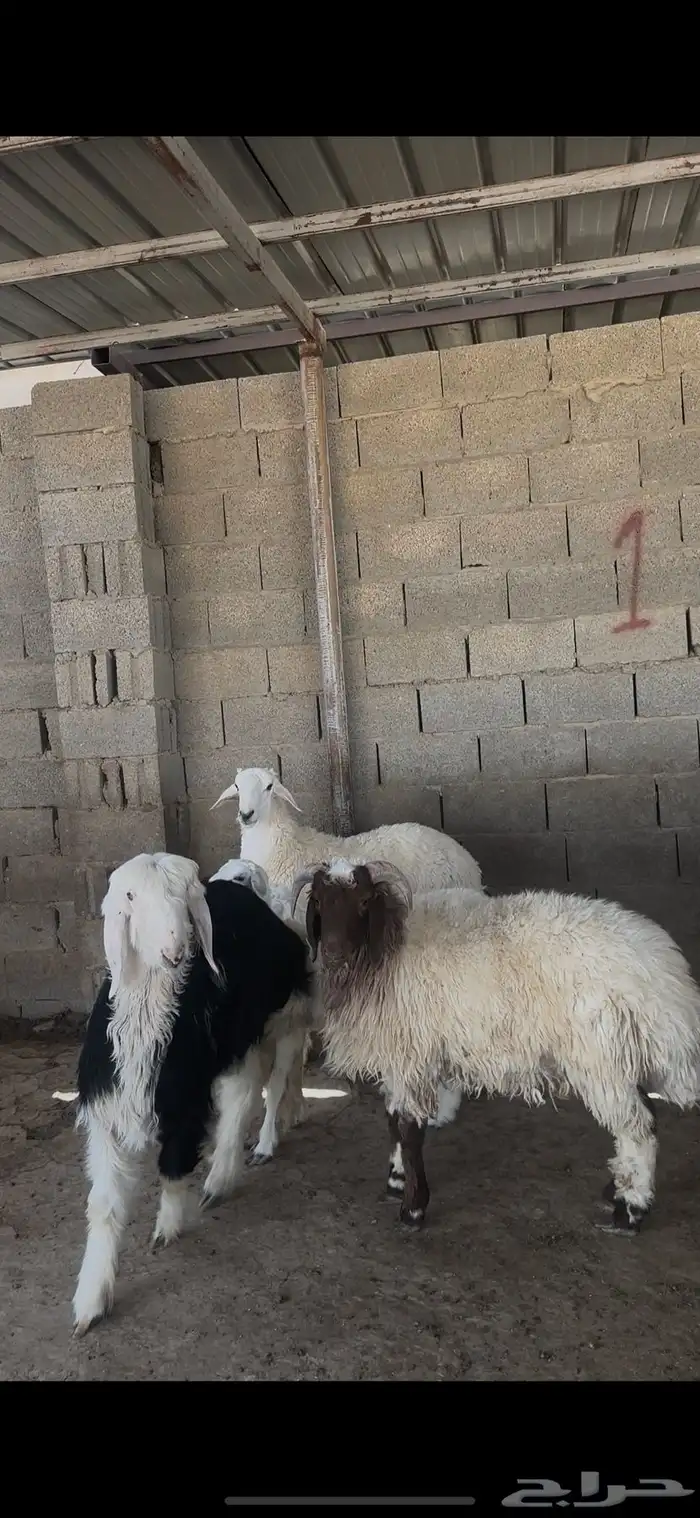 ذبايح بلدي نعيمي حري نجدي الخرج 3