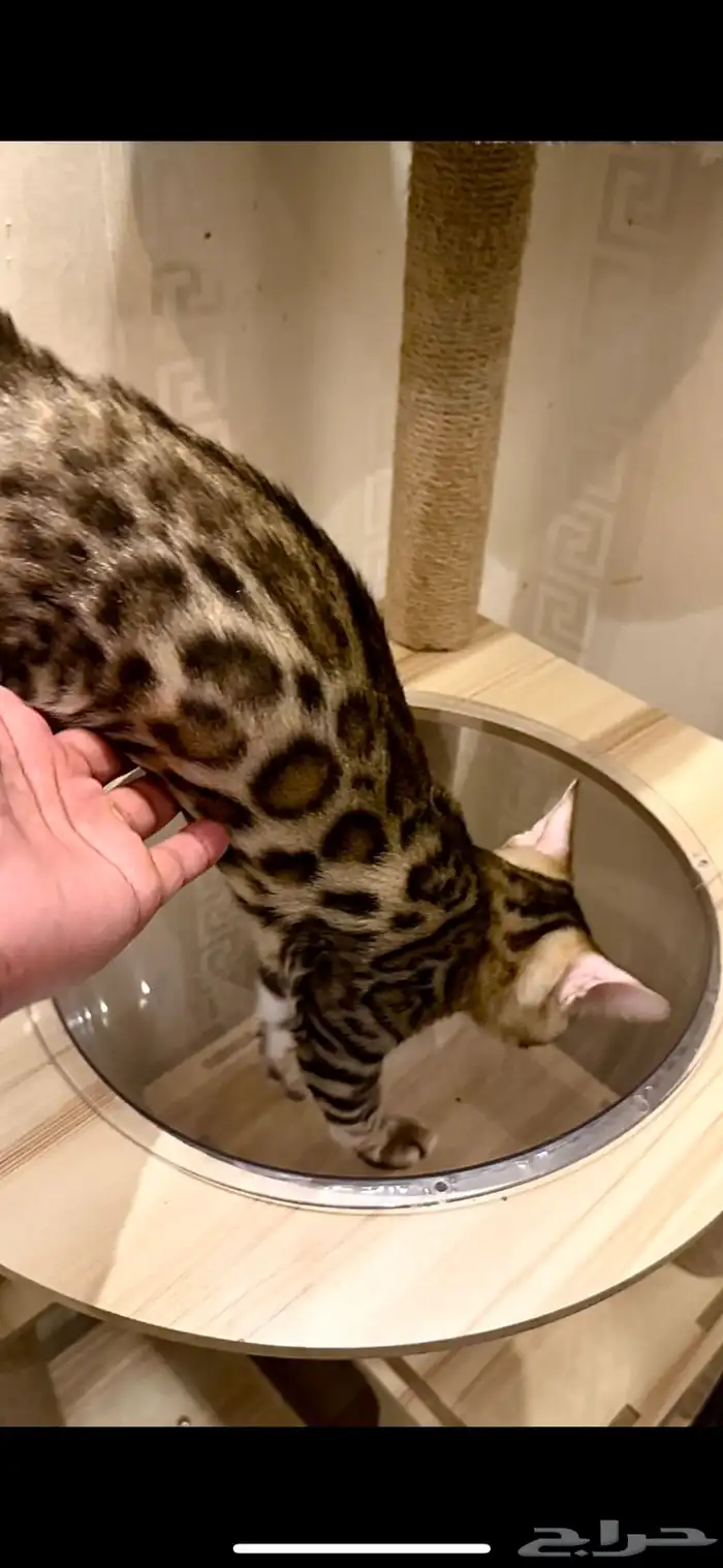قطط بنغال مستويات قوية F2 للبيع 7