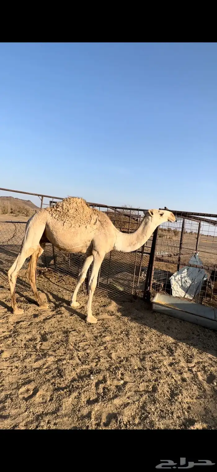 للبيع قعود طيب و بكره وقعود 1