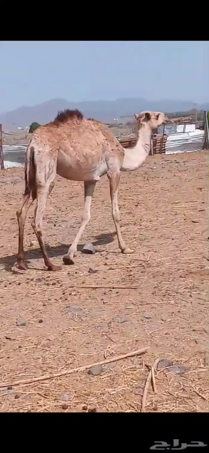 بكرة لبنيه ابوها شاهين المحياوي. وامها بنت ولد حبيب جهينه 1