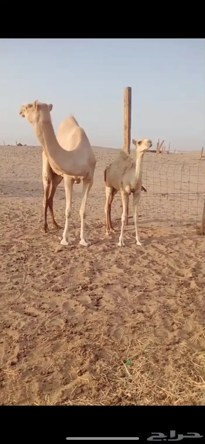 ناقة عشره 2
