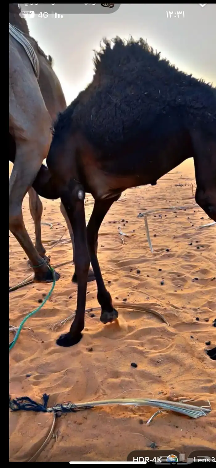 بكره مجهم فل شحم على حليب امها 0