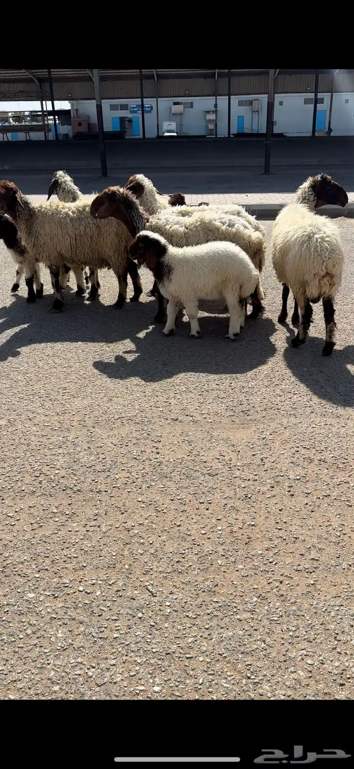 نعيم مواليد كفو منوة القناي (( تم البيع )) 1