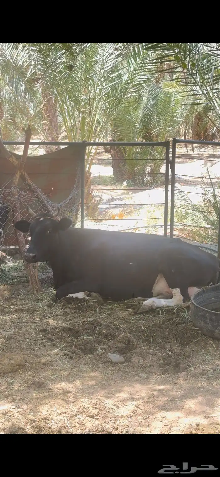بقرة منيحه معها ولدها حليب 8 إلى 10 كيلو 1