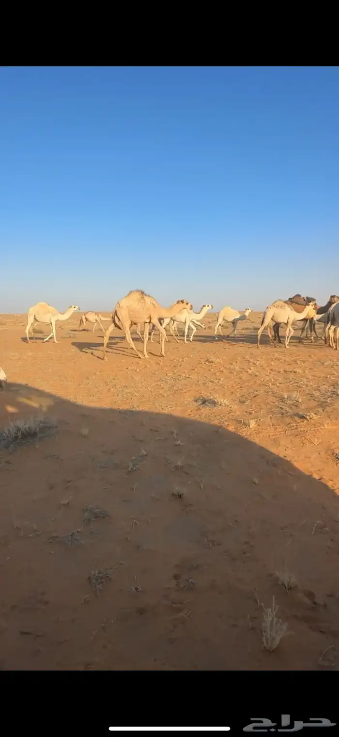 للبيع قعدان قصب 3