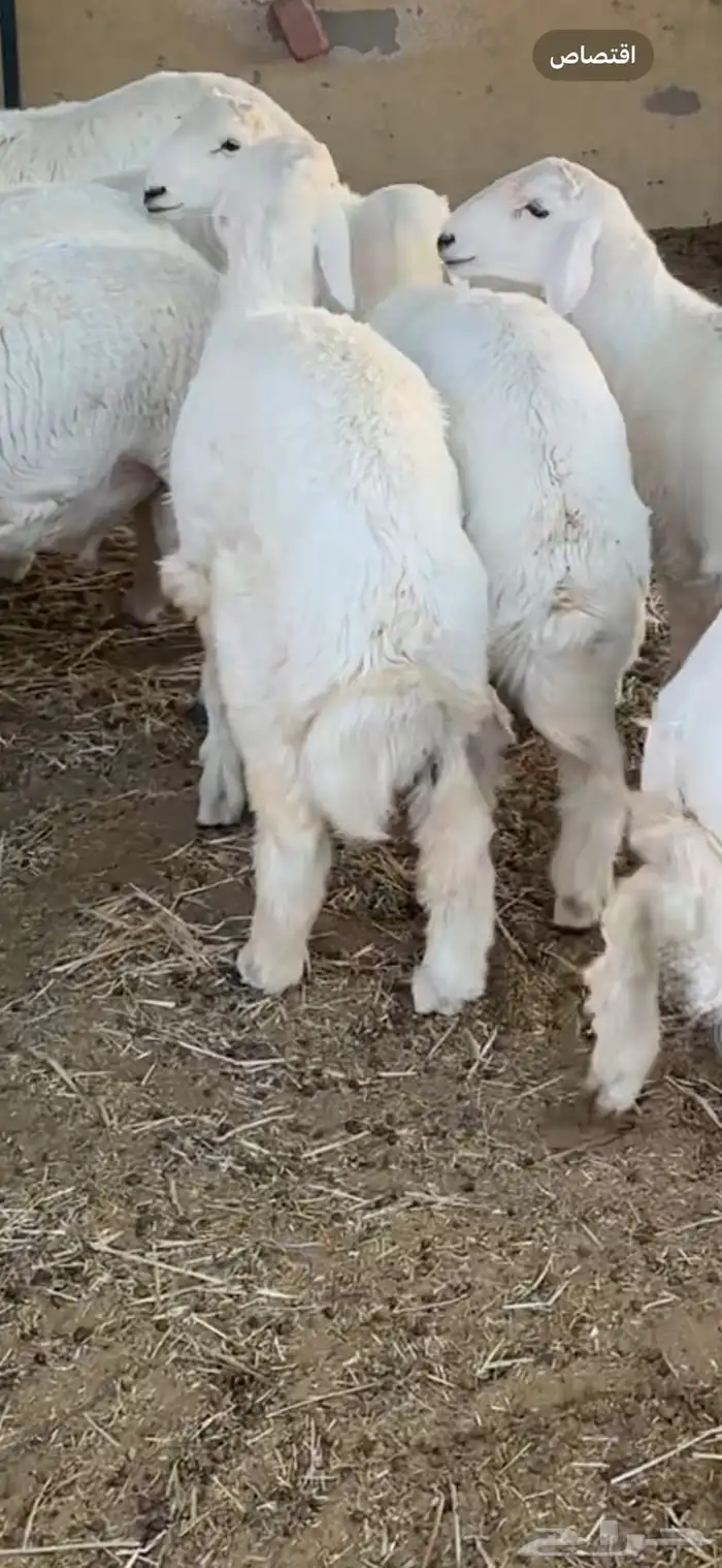 ذبايح طيبه حري ونعيمي 1