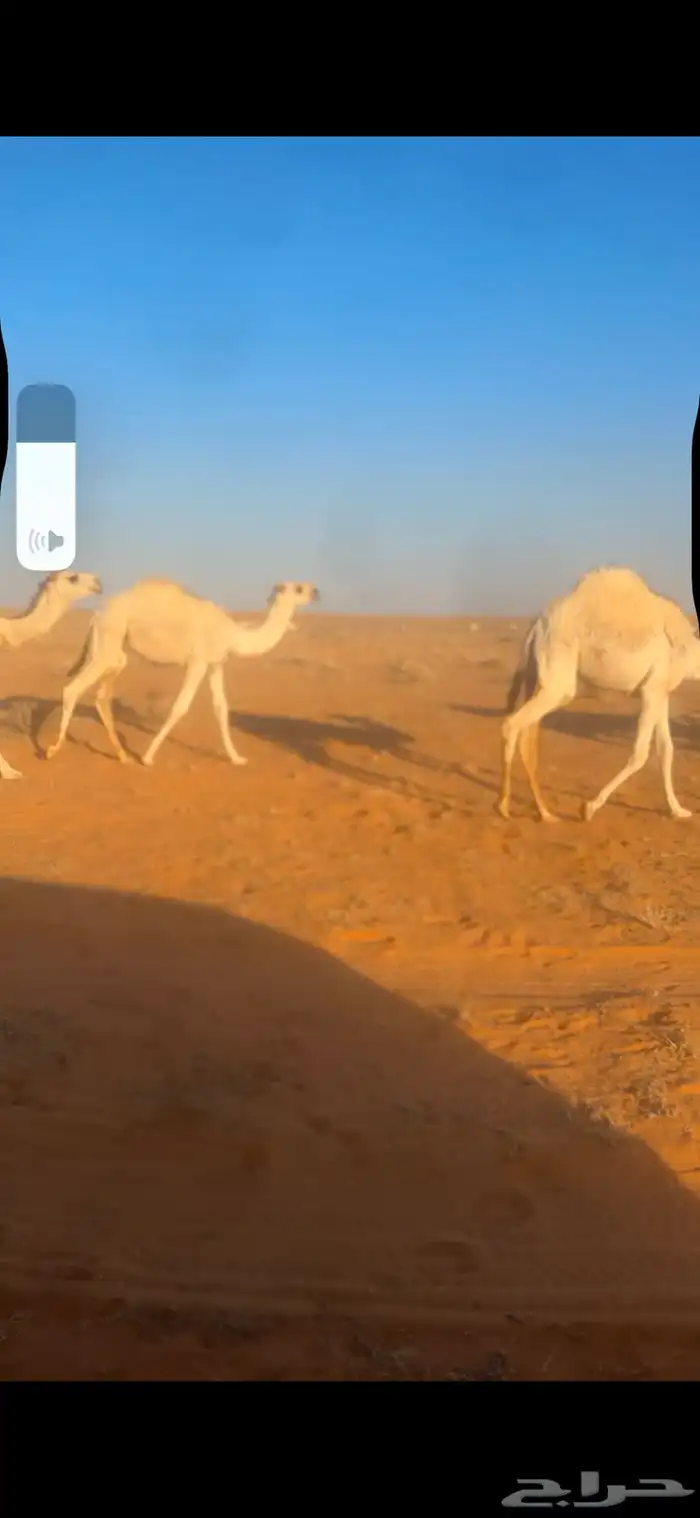 للبيع قعدان قصب 1