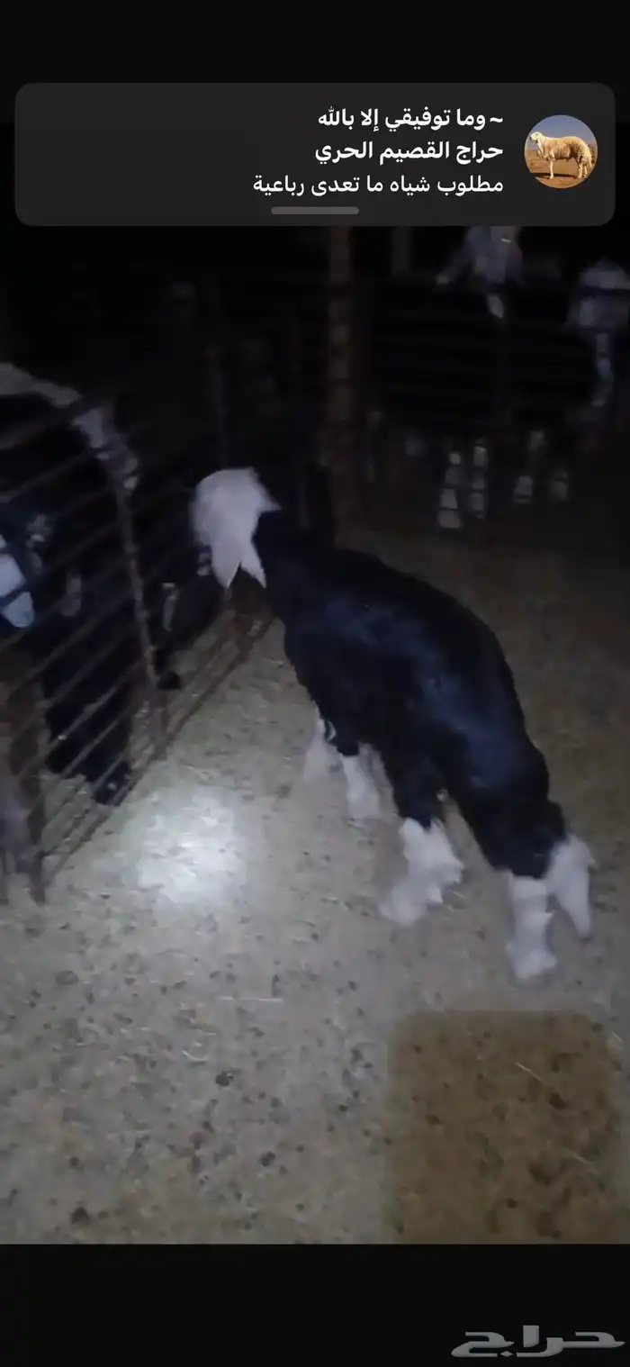 للبيع خروف وتيسين دواغير وتيس وجفره عمارهن ثلاث اشهر 1