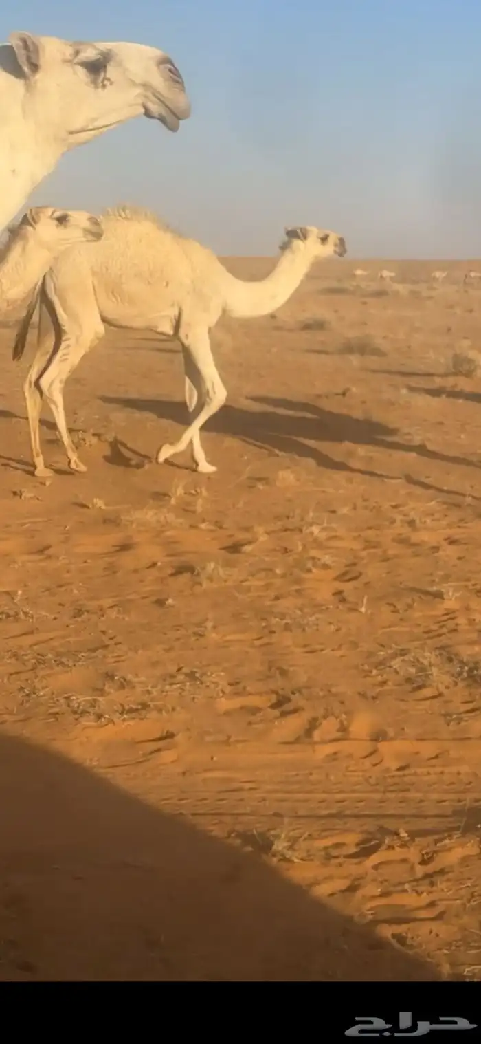 للبيع قعدان قصب 0