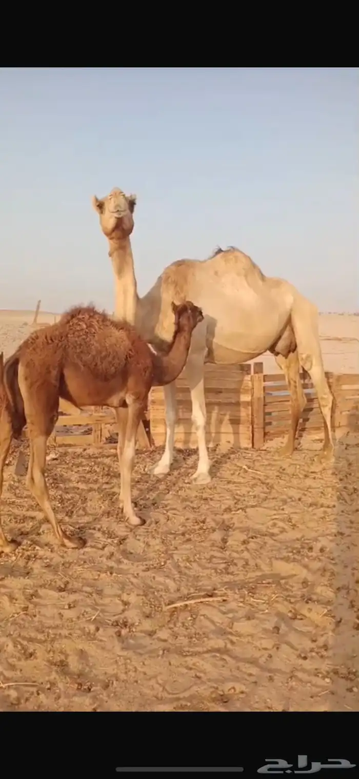 ناقة خلفه مجموع 1