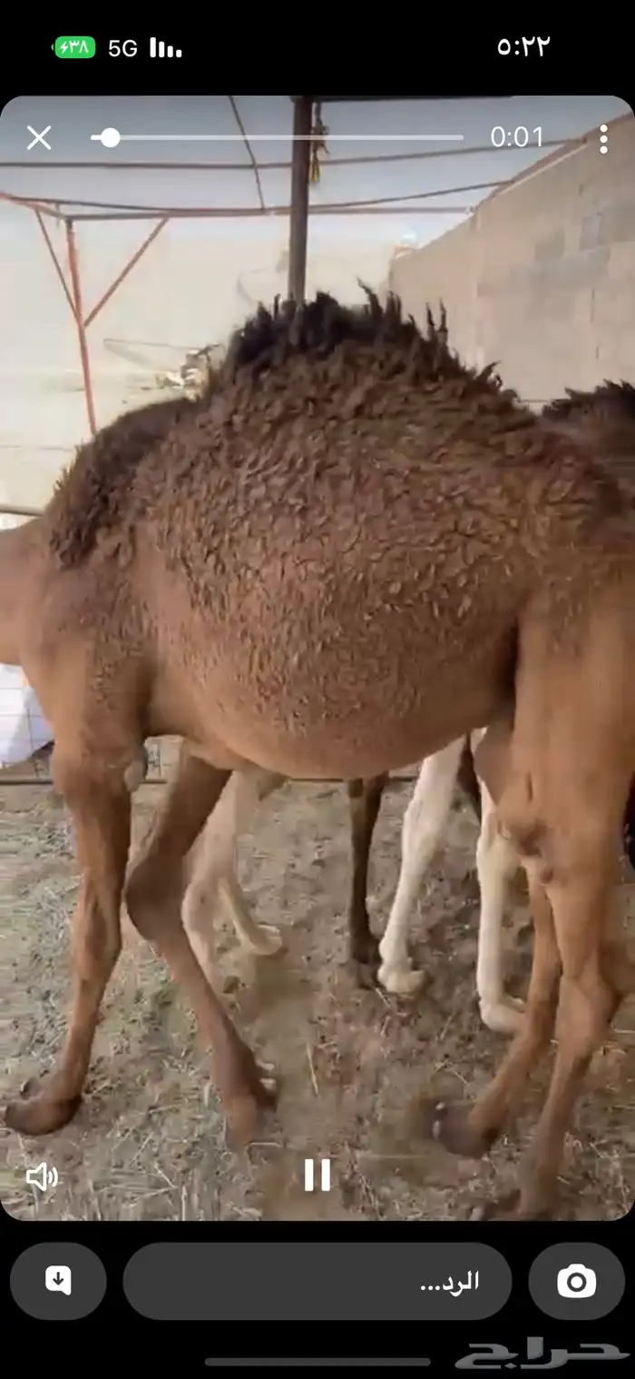 حشو تربية نظاف 0