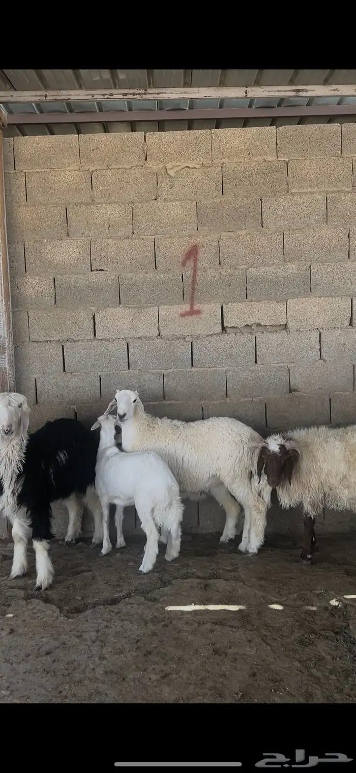 ذبايح بلدي نعيمي حري نجدي الخرج 8