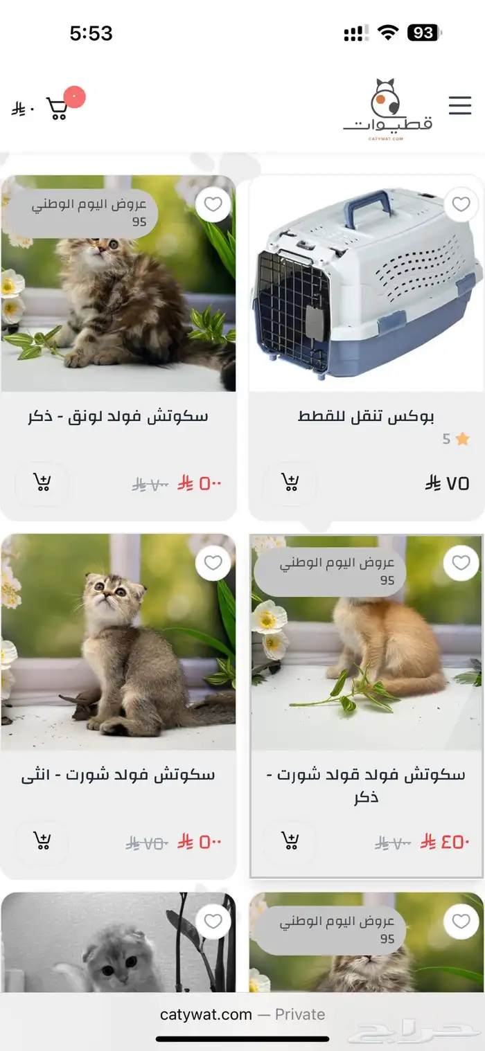 عروض اليوم الوطني على قطط السكوتش فولد من قطيوات 1